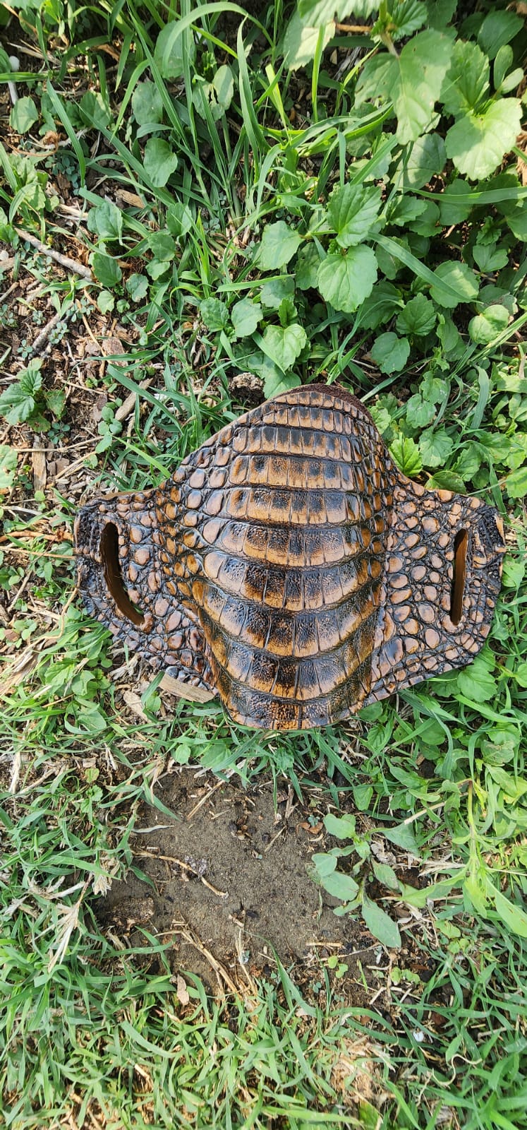 Gator